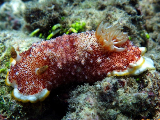  Goniobranchus tinctorius (Sea Slug)